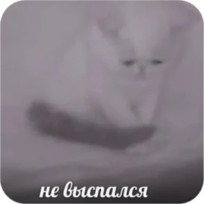 Котопак — стикер для MAX