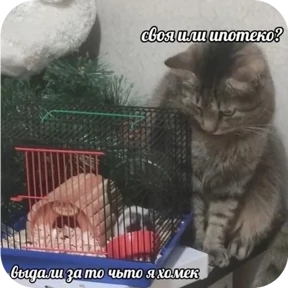 Котопак — стикер для MAX