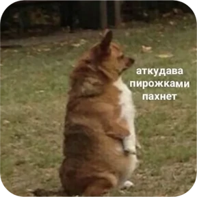 Котопак — стикер для MAX
