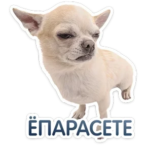 Стикер