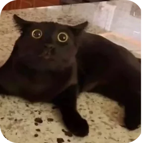 Котяточки — стикер для MAX