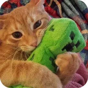 Котяточки — стикер для MAX