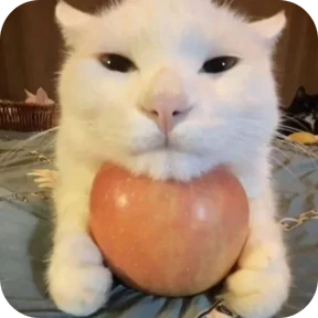 Котяточки — стикер для MAX