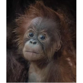 Monkey — стикер для MAX
