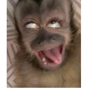 Monkey — стикер для MAX