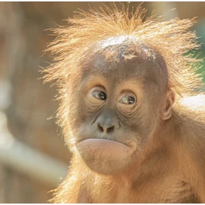 Monkey — стикер для MAX
