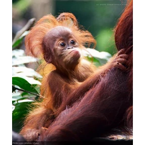 Monkey — стикер для MAX