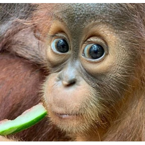 Monkey — стикер для MAX