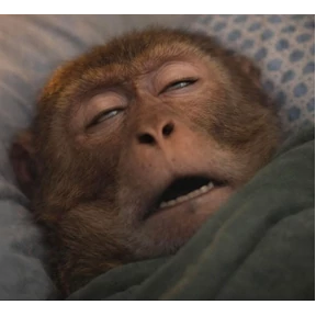 Monkey — стикер для MAX
