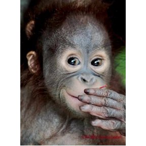 Monkey — стикер для MAX
