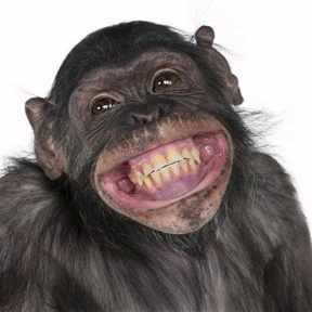 Monkey — стикер для MAX