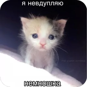 Фото — 3 августа 2026 г. в 06:14:01.498