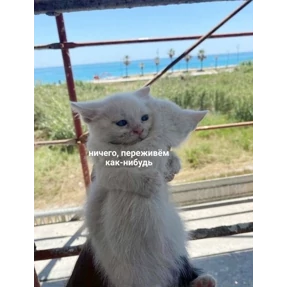 Мемы — стикер для MAX