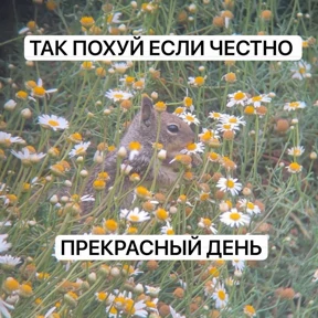 Мемы — стикер для MAX