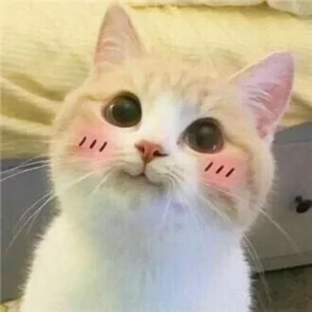 Котятки — стикер для MAX