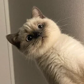 Котятки — стикер для MAX