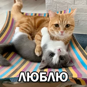 Стикер