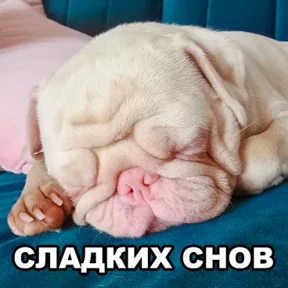 Стикер