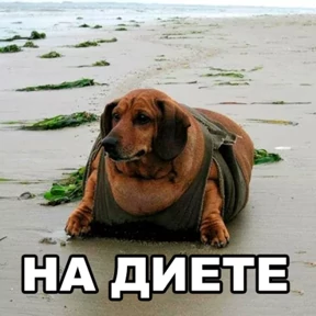 Стикер