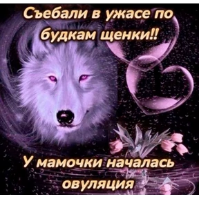 Для пошлых — стикер для MAX