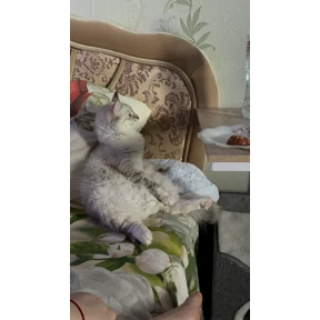 Стеша — стикер для MAX