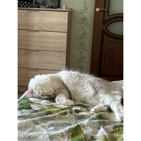 Стеша — стикер для MAX