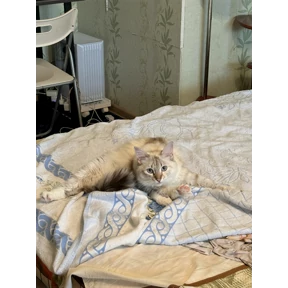 Стеша — стикер для MAX