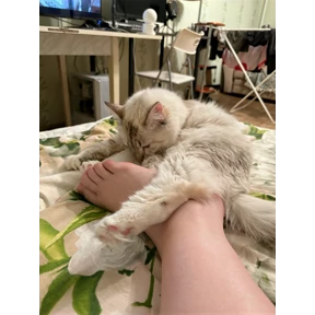 Стеша — стикер для MAX