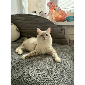 Стеша — стикер для MAX