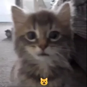 Котики в шапочках — стикер для MAX