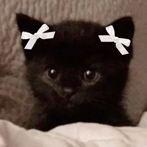 Котики в шапочках — стикер для MAX