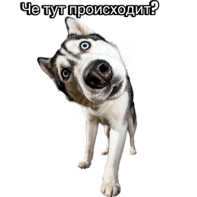 Кока — стикер для MAX