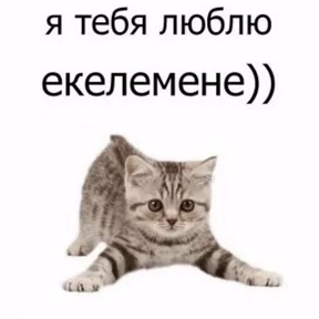 Okak — стикер для MAX