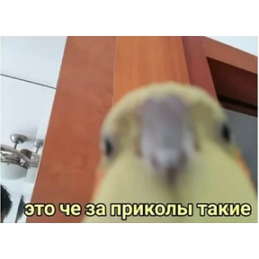 Okak — стикер для MAX