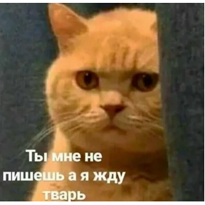 Okak — стикер для MAX