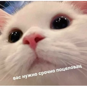 Okak — стикер для MAX