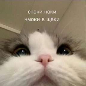 Okak — стикер для MAX