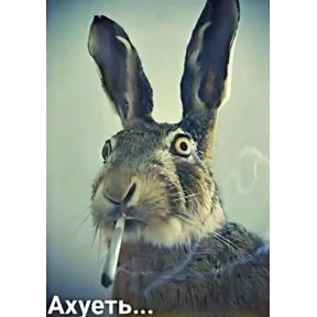 Все нормальни — стикер для MAX