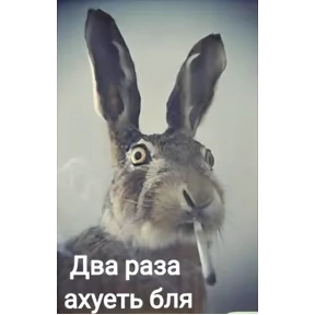 Все нормальни — стикер для MAX