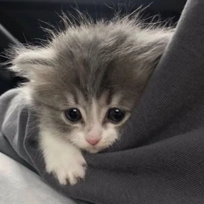 Котята — стикер для MAX