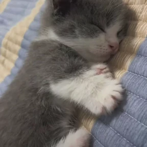 Котята — стикер для MAX