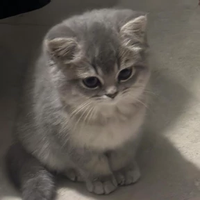Котята — стикер для MAX