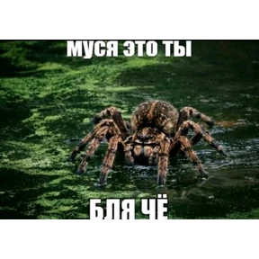 Муся — стикер для MAX