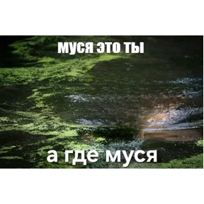 Муся — стикер для MAX