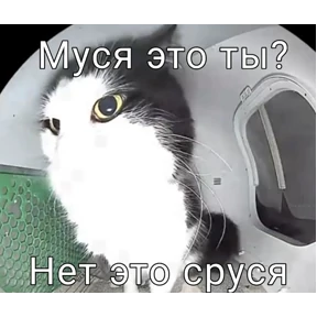 Муся — стикер для MAX
