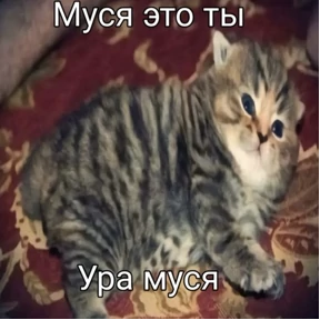 Муся — стикер для MAX