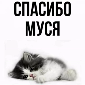 Муся — стикер для MAX