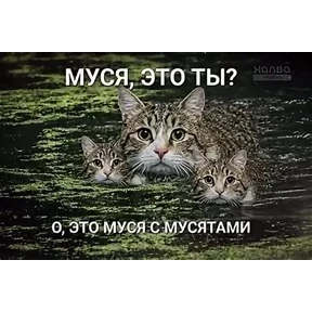 Муся — стикер для MAX