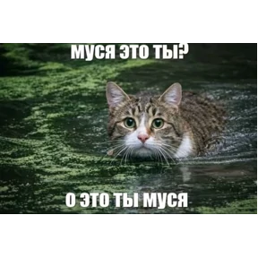 Муся — стикер для MAX