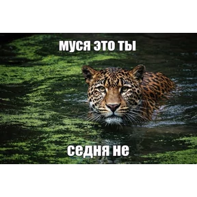 Муся — стикер для MAX